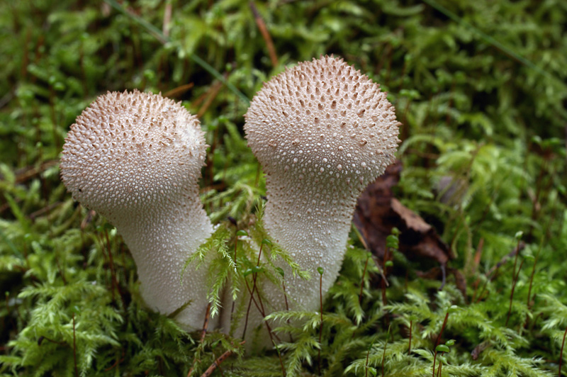 Lycoperdon perlatum